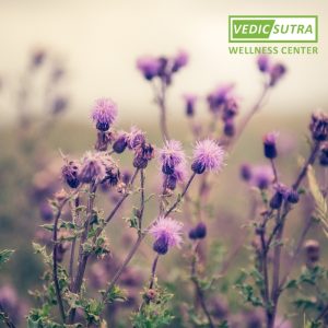 Ayurvedic Herb for Liver Detoixification - Milk thistle