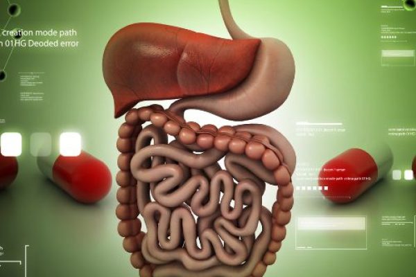 Enhancing Nutrient Absorption and Digestion